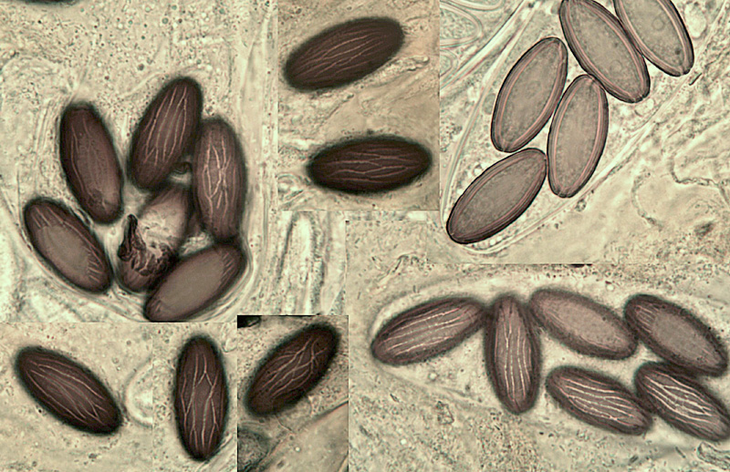 Ascobolus furfuraceus